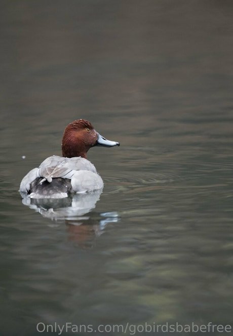 gobirdsbabefree exclusive star photos