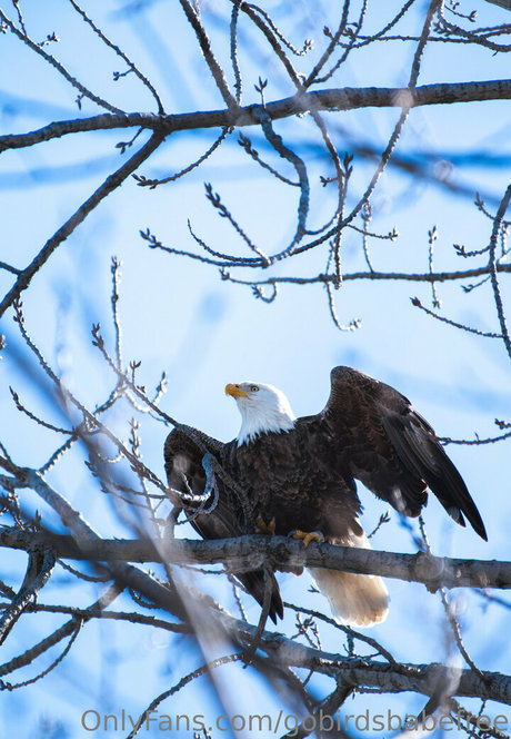 gobirdsbabefree nude model photos