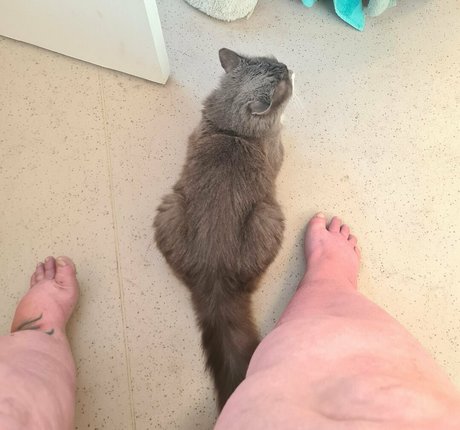 abigailbarrybbw pornstar nice images