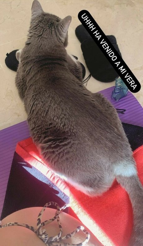 Pettans pornstar erotic archive