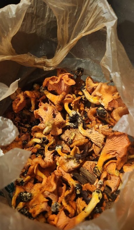 Lovebush1313 star naked images