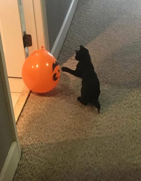 Lovebush1313 porn star img