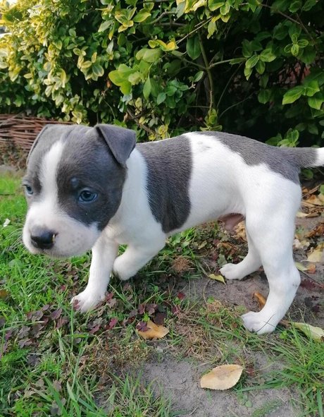 asmrjanina beautiful star pics