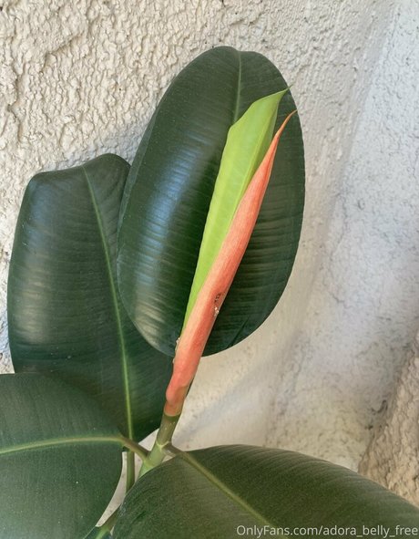 adora belly free pornstar nude img