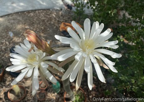 tallielorain star porn pictures