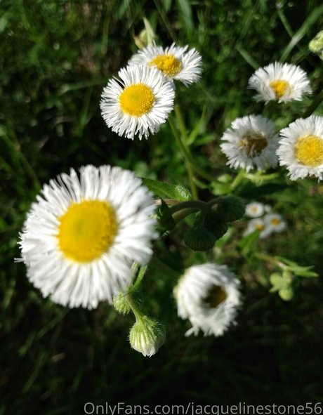 jacquelinestone56 pornstar free archive