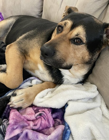 sheridanlove pornstar free pictures