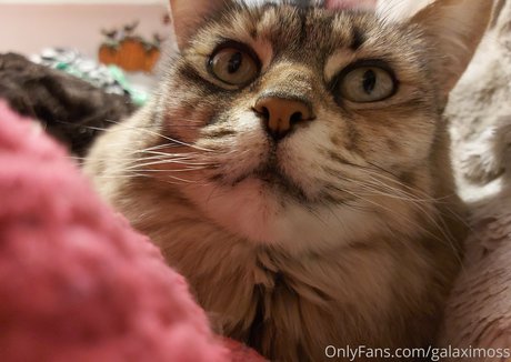 galaximoss Profile pic