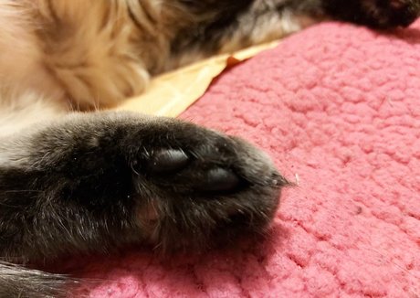 galaximoss pornstar pretty galleries