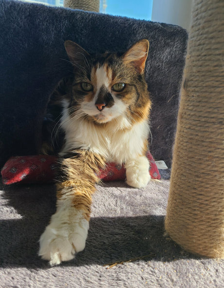 ebony pegging onlyfans beautiful nude pictures