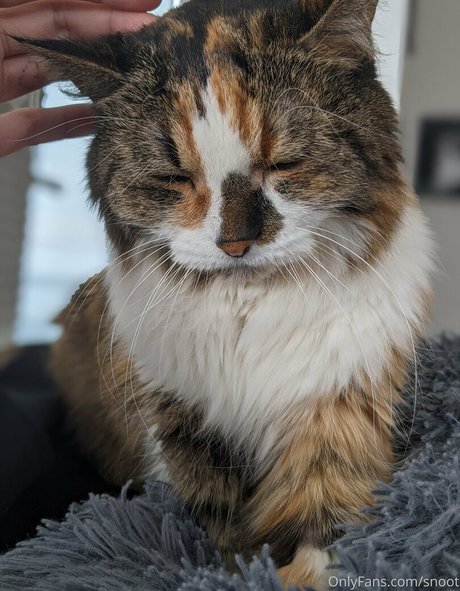 snoot pretty pornstar photos