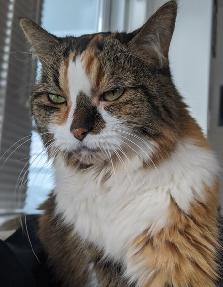 snoot model pornographic pics