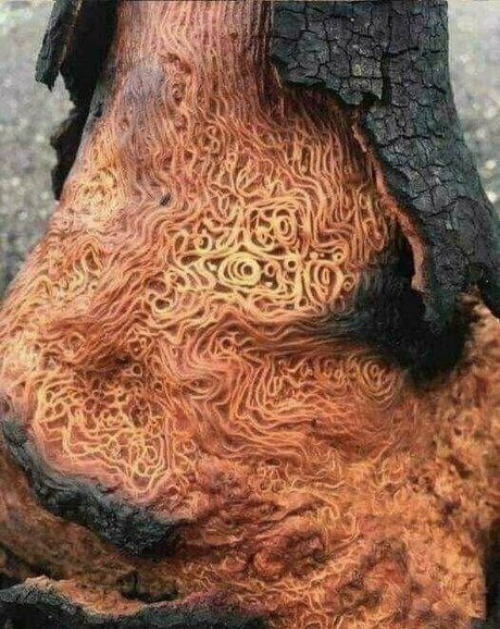 hotmesstv pornstar perfect image