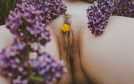 vauntastic sexy pornstar archive