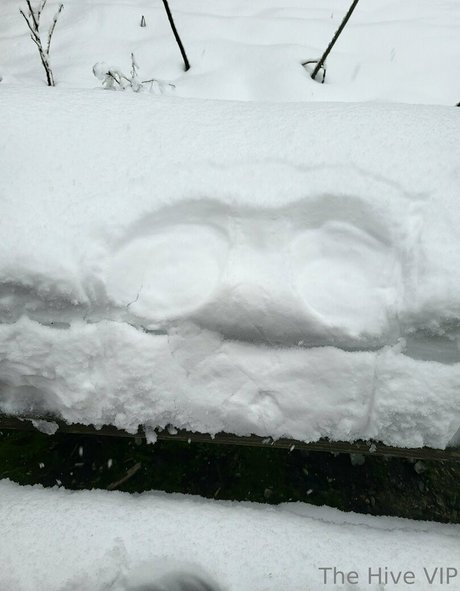 thehivevip sexy pornstar gallery