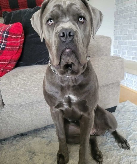 Miss Jee Yung adult actress pictures