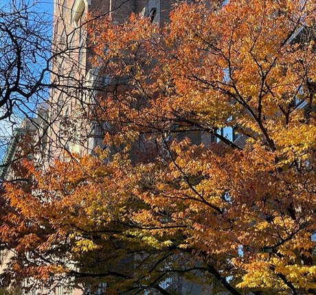 La Tecia Thomas adult model picture