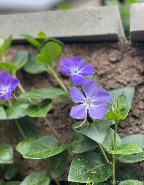 menarepotatoes nude model pics