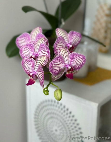 menarepotatoes star perfect photos