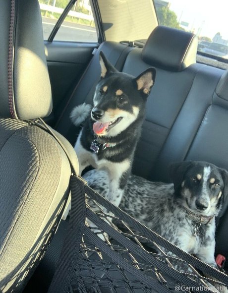 carnationkatie xxx actress images