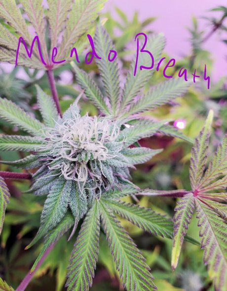 peek a boo u sexy model pic