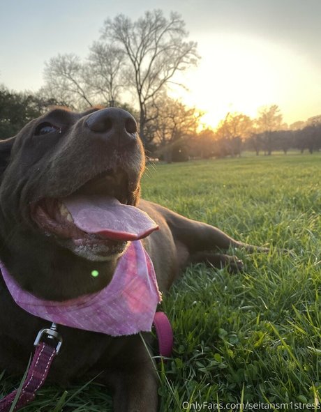 seitansm1stress best pornstar gallery