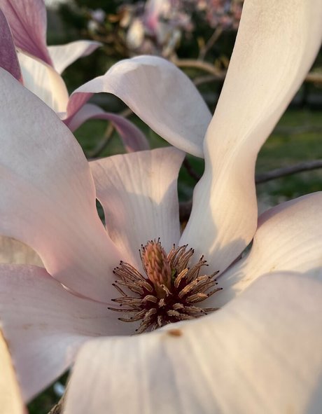 seitansm1stress star nice image