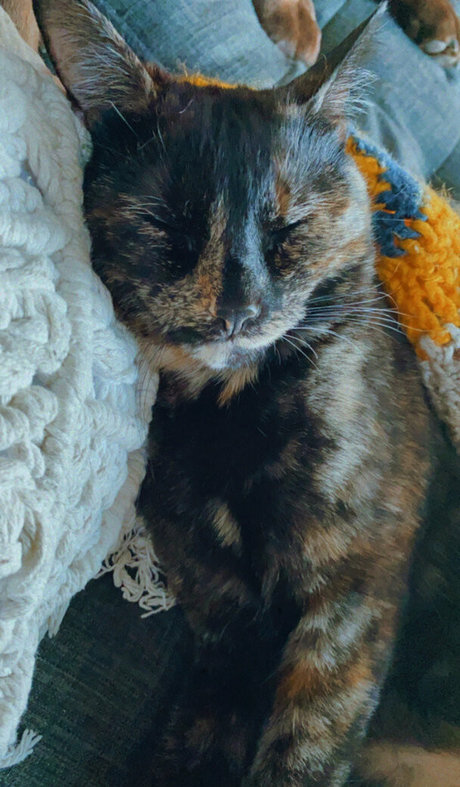 seitansm1stress model nice gallery