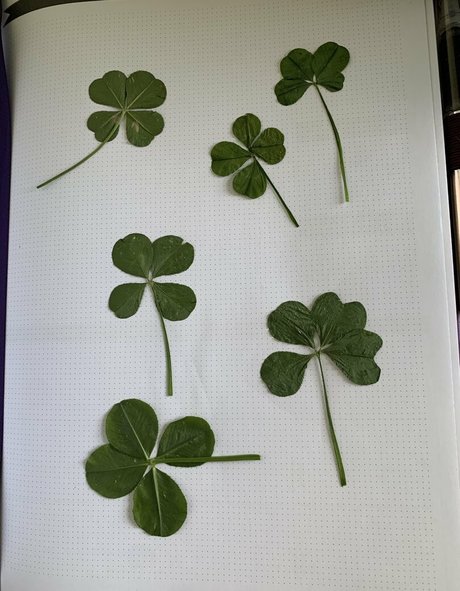 tastytaurustoes star free gallery