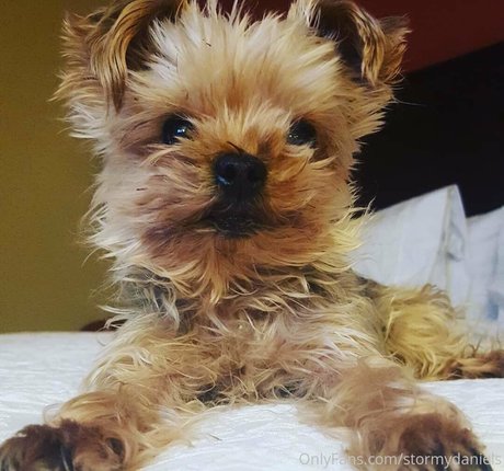 stormydaniels star nudes picture