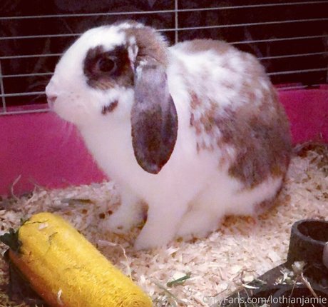 lothianjamie pornographic actress pics