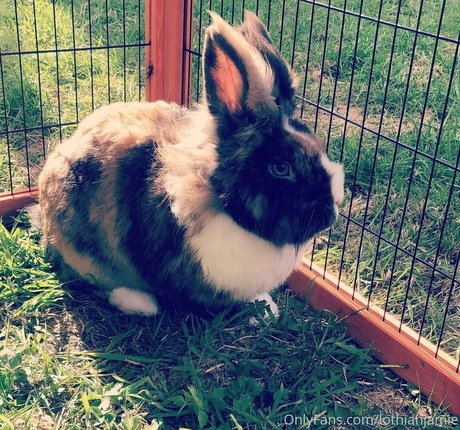 lothianjamie star adult picture