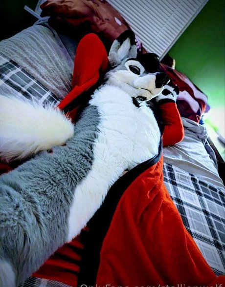 stallionwolf nice star img