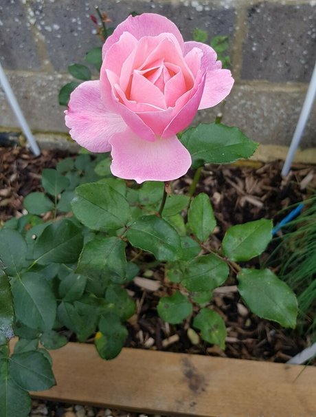 hijabibhabhi star pornographic images