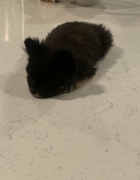 scout free pornstar archive