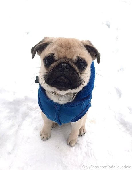 adelia adele star pornographic photo