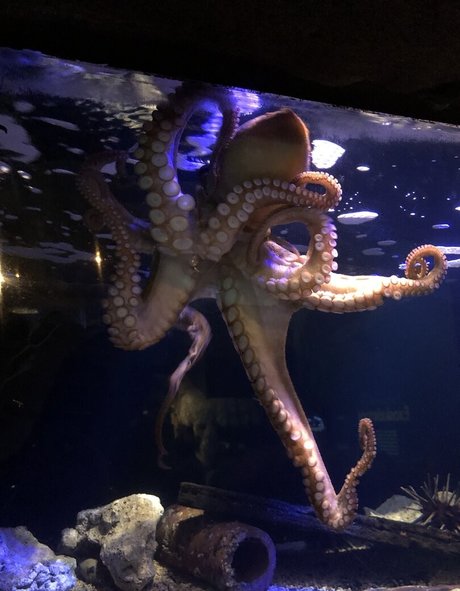 asiatische nackte onlyfans exklusive sexy bild