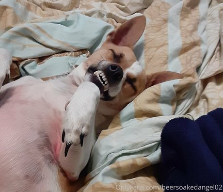 beersoakedangel02 model heiße bilder