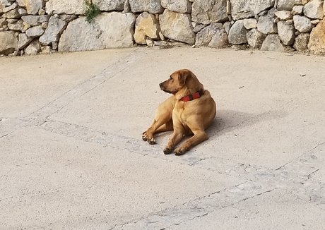 tommypistol perfekte galerie