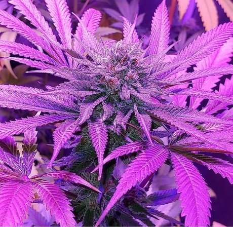 sport onlyfans erwachsene hübsche foto