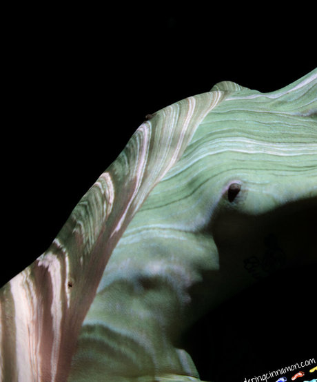 wanderingcinnamon2 freie hd galerien