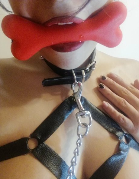 inugamirose schöne freie archiv