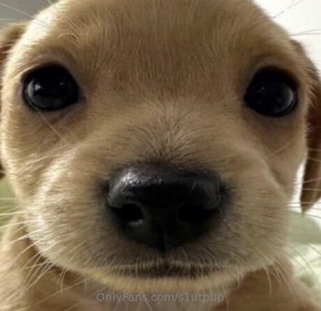 S1utpup kostenlose fotos