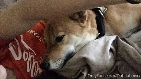 Dahlialuxxx nacktheit pornographische archiv