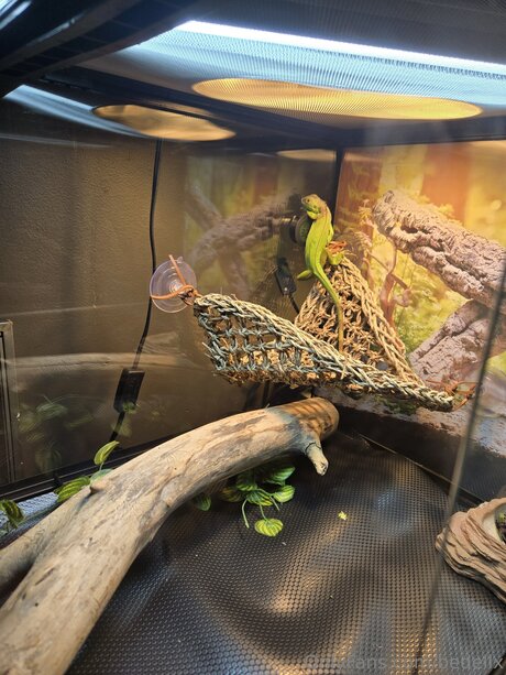 Bedellx erotische exklusive bild