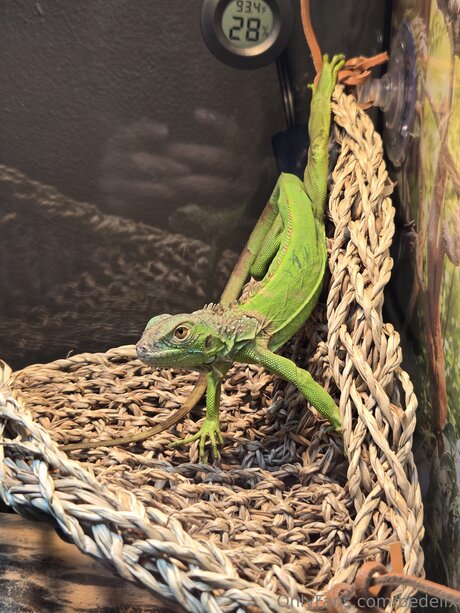 Bedellx pornostar nackte galerien