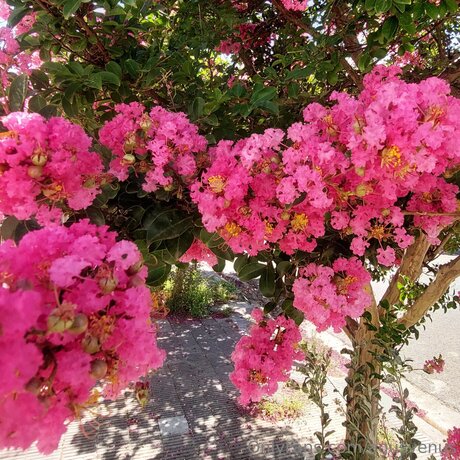 Agusvenus perfekte pornografische galerie