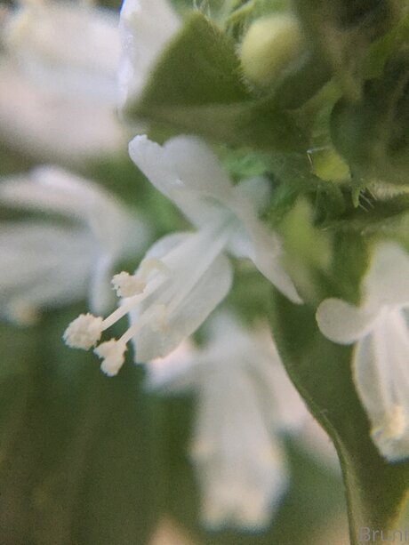 Brunabyers top nette bilder