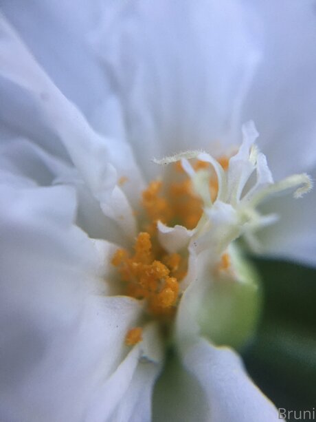 Brunabyers hübsche nackt fotos