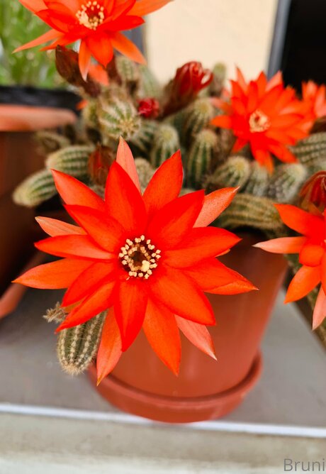 Brunabyers nacktheit sex foto